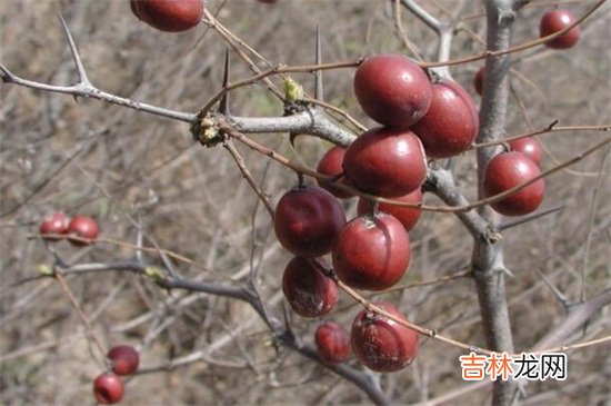 野生酸枣的功效与作用及食用方法