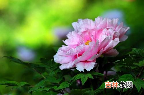 免费八字算命,2020年四月十八日—是理发黄道吉日吗,吉凶神煞是?