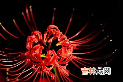 算命大师,2020年农历四月初四祭祀祭祖好不好？