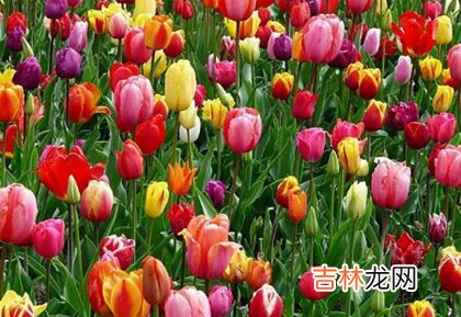 姓名测试,2020年阴历三月三十·4月22日宜出行出远门吗?