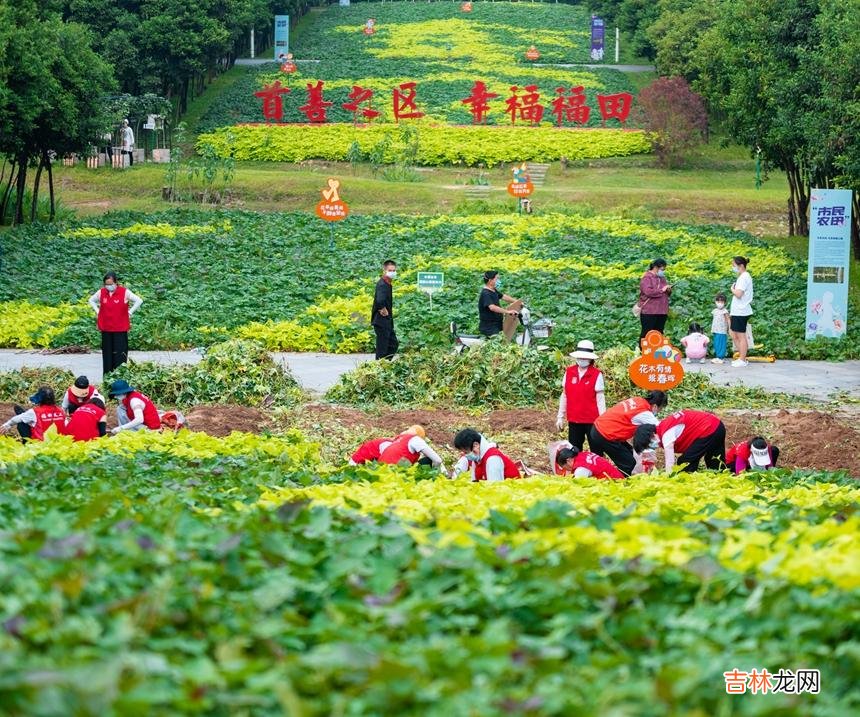 本文转自：人民网-深圳频道志愿者齐心协力挖红薯。|“市民农田”迎来红薯丰收季