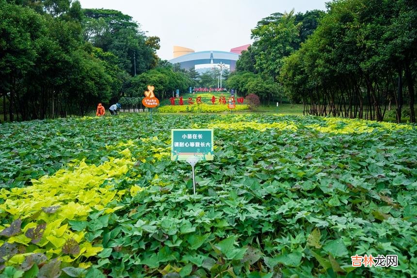 本文转自：人民网-深圳频道志愿者齐心协力挖红薯。|“市民农田”迎来红薯丰收季