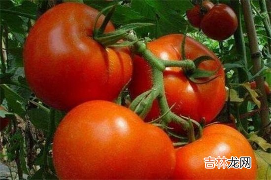 西红柿可以和豆腐一起吃吗