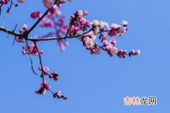 算命婚姻,2020年农历三月五行属性缺什么，有什么节日？