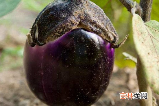 茄子与什么相克