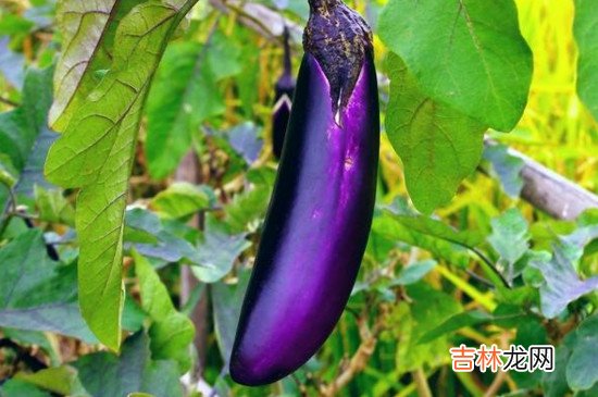 茄子与什么相克