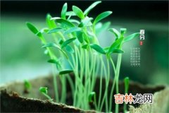 好运网在线起名,2020年春分节气理发好不好,春分吃春菜有什么好处？