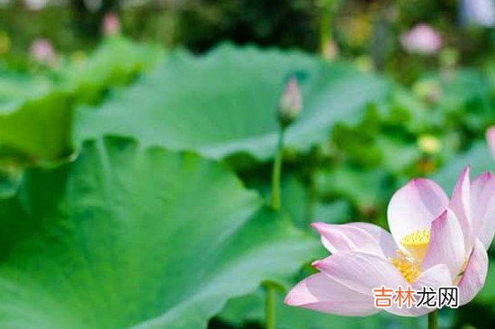 大暑是几月几日