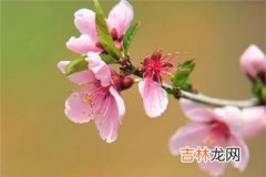 算卦,2020年春分前一天-3月19日四离日不宜嫁娶办婚宴吗？