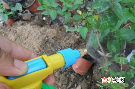 可乐可以浇花吗