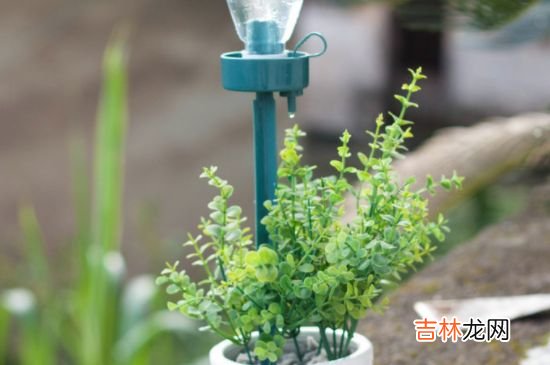 可乐可以浇花吗