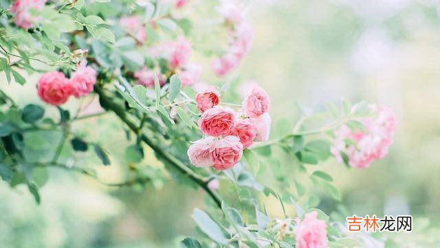 一个女人最高级的活法:四个字