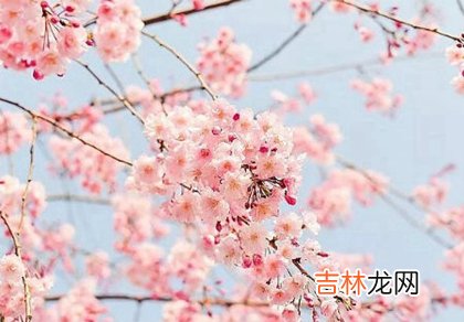 2020年闰四月新历几号出生比较好,2001属蛇闰四月出生