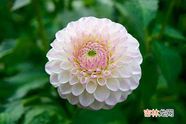 我那个“一周装病一次”的婆婆，在我离婚三年后，竟然老无所依了