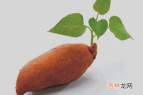 番薯发芽有毒吗