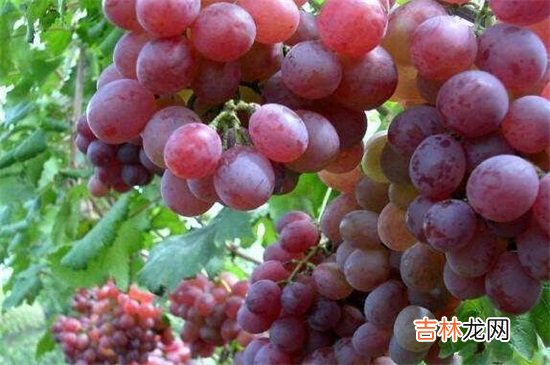 红提子的禁忌