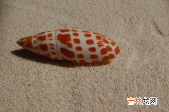 贝壳是干垃圾还是湿垃圾