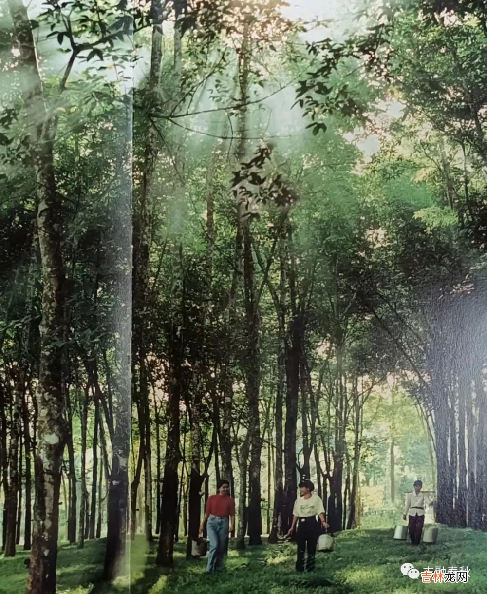 【短篇小说】陈绍炎｜胶篓中的爱情