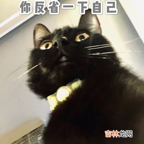 两仪圣兽:太阳烛照、太阴幽荧