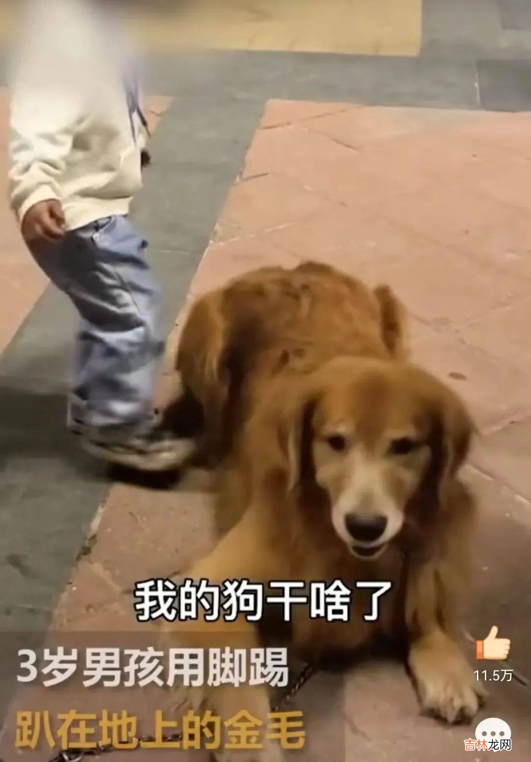 又一高校迷惑聊天记录被曝上热搜：中国式巨婴，有多可怕？