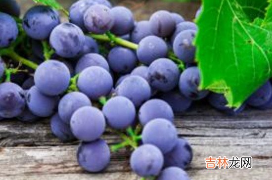 自制葡萄酒能放多久