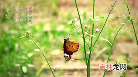 免费算命,惊蛰节气要吃什么,为什么惊蛰要吃梨?