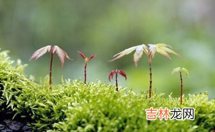 生辰八字解读,2020年二月十九植树节可以理发吗,关于植树节的标语解析！