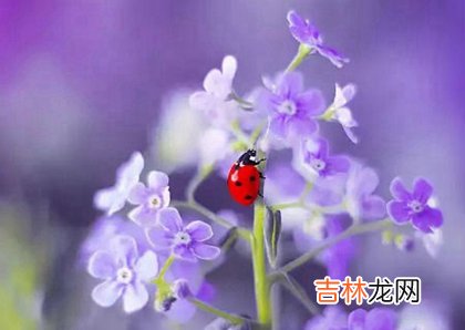 生辰八字算命,2020年二月十四出生属鼠男孩命运怎么样,今天日子好吗？