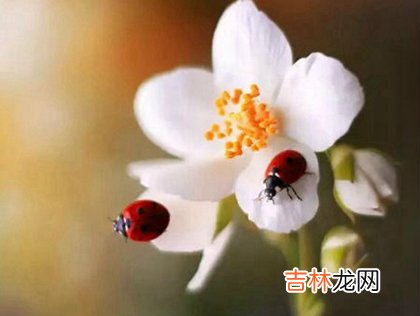 生辰八字算命,2020年二月十四出生属鼠男孩命运怎么样,今天日子好吗？