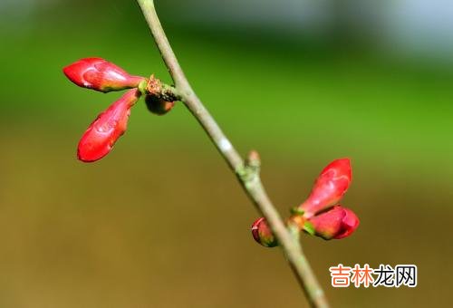 姓名测试,属猴的人阳历2月3日—2月5日立春出生是水瓶座吗？