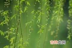 专业八字测试,第2节气雨水日子好不好，雨水“三候”现象是什么？