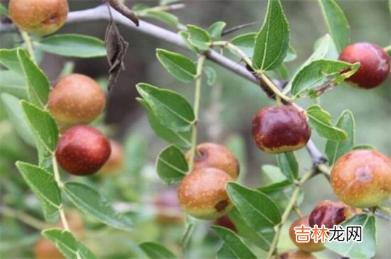 野山枣泡水的方法