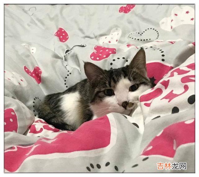 小猫被困石柱，在猫妈妈伤心难过之际，路过的热心夫妻救出猫咪