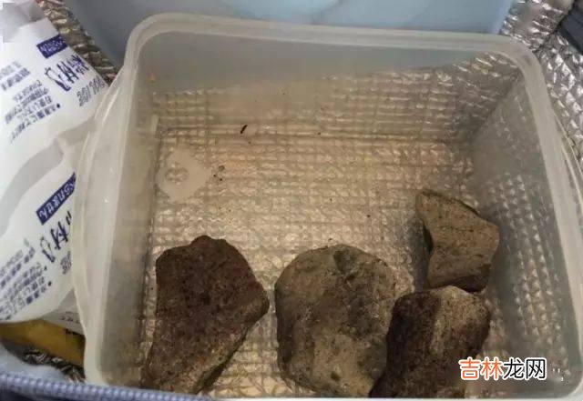 日本网友贴出自己每天便当，没见过这么坑爹的媳妇啊..心酸...