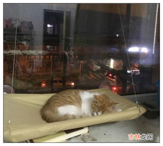 橘猫三个老婆皆意外身亡，在橘猫又带母猫回家时，主人不让进家门