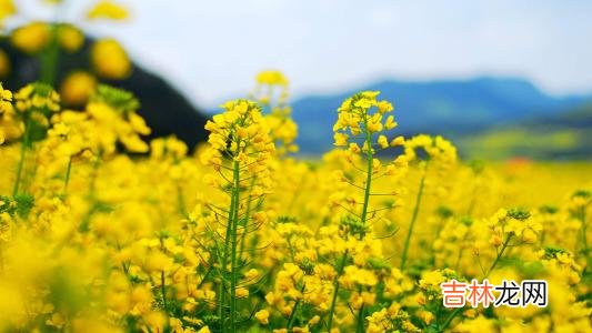 算命婚姻,属马人—立春出生命格吉利吗,哪些日子出生好?