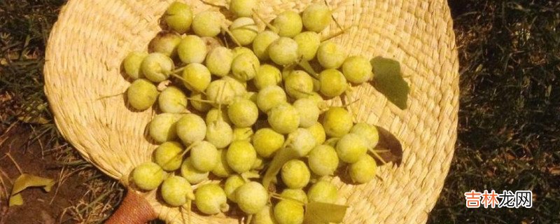 银杏果皮汁有毒吗