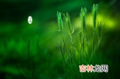 属鸡的人出生在小满节气命运顺不顺？属鸡今年多大？