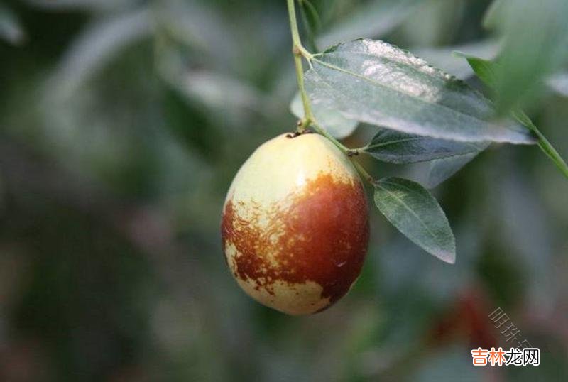 作者：黎荔现在正是枣子成熟的季节 枣红的季节