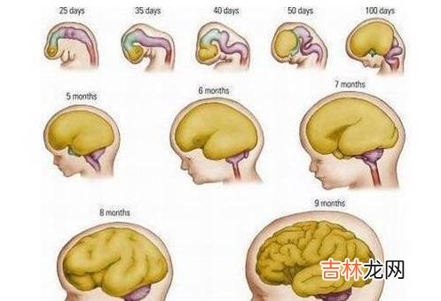 怀孕期间，如何确认胎儿脑部发育正常？这几个检查很有用，别错过