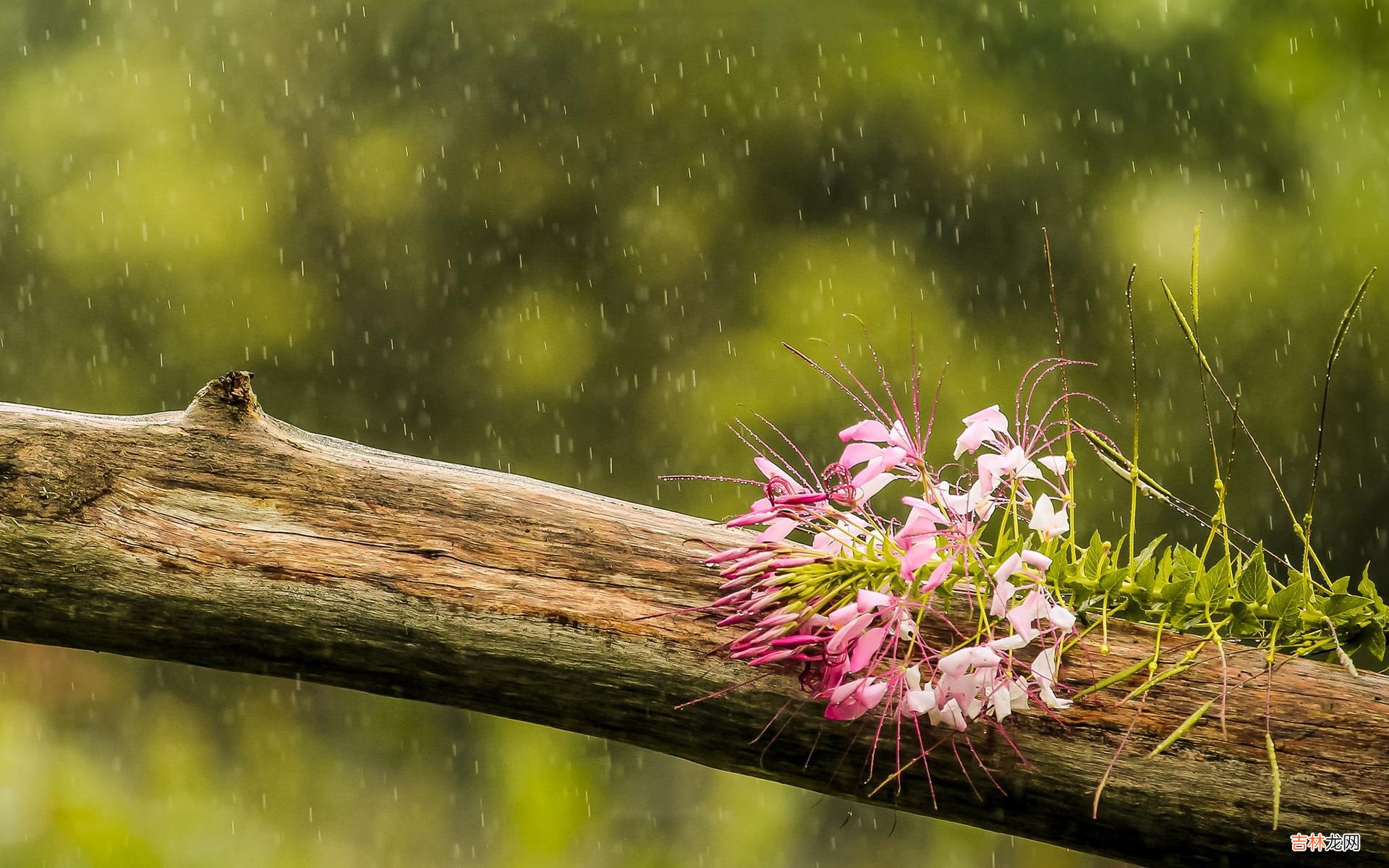 在线精准算命,2020年雨水节结婚好不好？怎么挑选结婚日子？