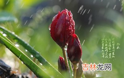 免费个性化算,雨水节气有什么物候特征？2020年雨水财神方位查询
