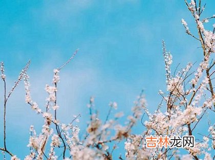 算卦,2020年二月初二龙抬头出生女孩命运如何,属于什么星座?