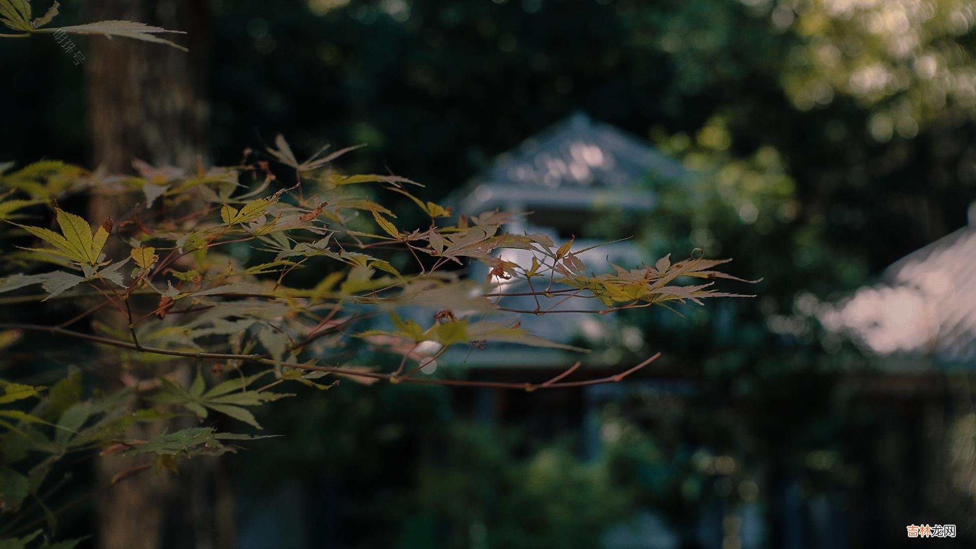 作者：黎荔秋天是容易令人感伤的季节 在秋雨中轻轻感伤