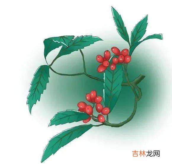 解惑丨古人过重阳节为什么要插茱萸