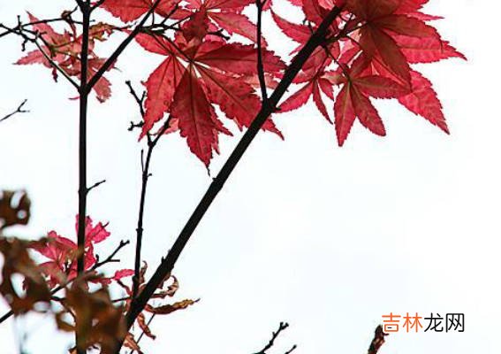 2020年六月出生的鼠宝宝是什么命,鼠宝宝事业