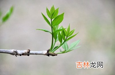 择吉日,2020鼠年二月十二惊蛰节气适不适合祈福？