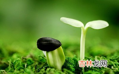 择吉日,2020鼠年二月十二惊蛰节气适不适合祈福？