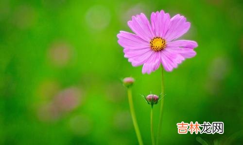 免费算命,2020年2月21日正月二十八签约好吗,事业卦象好吗?