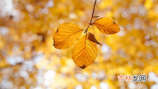 在线算命大全,吉日凶日·2020年正月二十四日黄历禁忌分析日子吉凶！